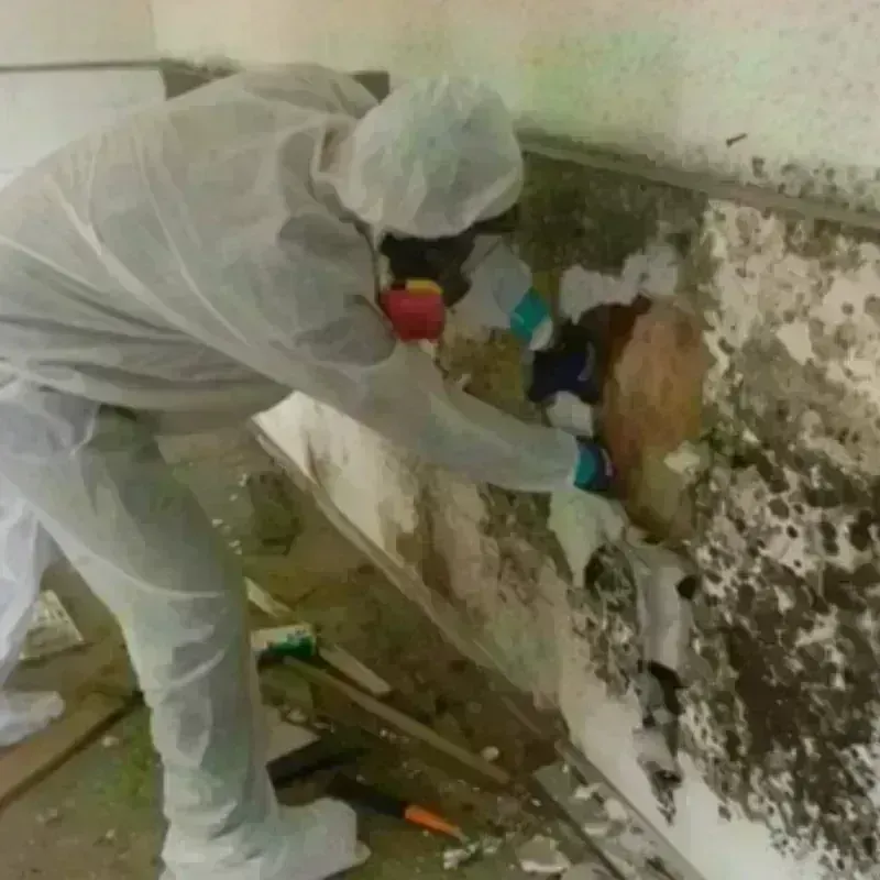 Mold Remediation and Removal in Bar Harbor, ME